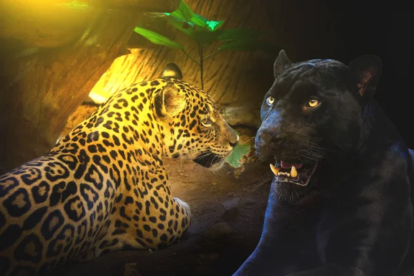 Pantera Leopardo Con Puesta Sol Por Mañana Sentarse Suelo — Foto de Stock