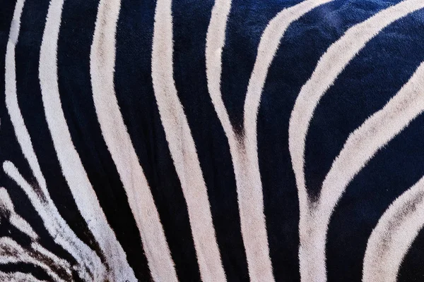 Republika Południowej Afryki Kruger Przyrody Rezerwatu Przyrody Dzikich Zebra Skóra — Zdjęcie stockowe