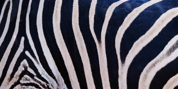 South Africa Kruger Wildlife Nature Reserve Wild Zebra Skin Abstract — Stock Photo, Image