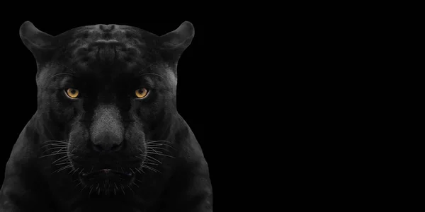 Black Panther Aus Nahaufnahme Mit Schwarzem Hintergrund — Stockfoto