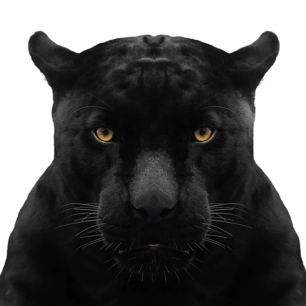 Черная Пантера Белом Фоне — стоковое фото