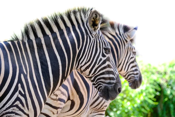 Twee Zebra Spelen Met Elkaar Zuid Afrika — Stockfoto