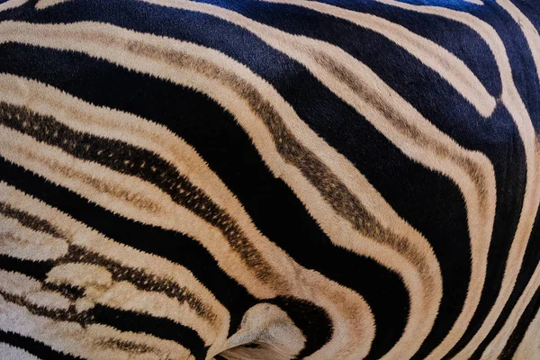 South Africa Kruger Wildlife Nature Reserve Wild Zebra Skin Abstract — Stock Photo, Image