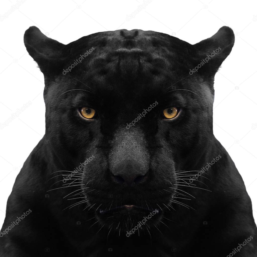 black panther shot close up with white background