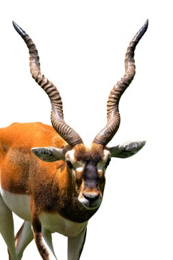 Blackbuck (antilop cervicapra) beyaz arka plan üzerinde