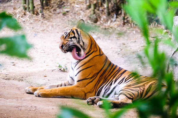 Siberian tiger (Panthera tigris altaica), also known as the Amur tiger.