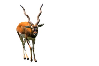 Blackbuck (antilop cervicapra) beyaz arka plan üzerinde