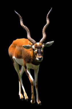 Siyah arka plan üzerine blackbuck (antilop cervicapra)