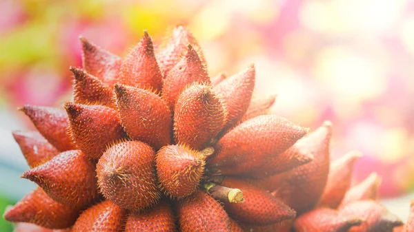 Salacca Wallichiana Rouge Délicieux Fruits Thaïlandais — Photo