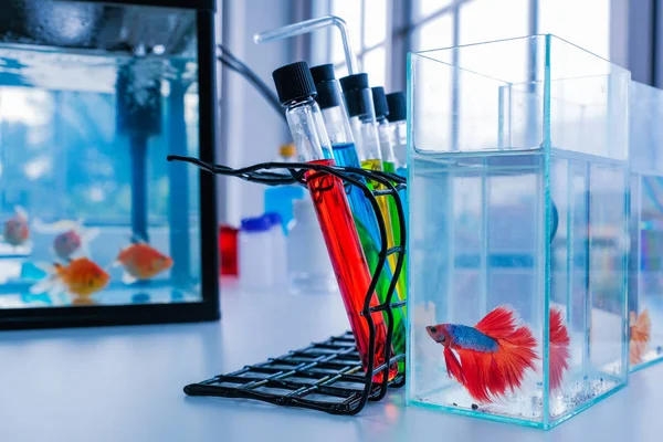 Fish Thailand Betta Fish with scientific research In the lab