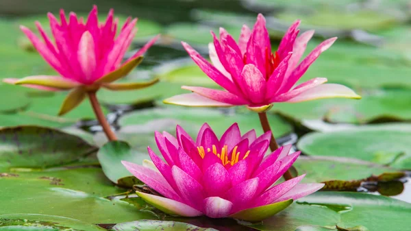 Krásný Růžový Lotos Květů Listů Přírodě Rybník — Stock fotografie