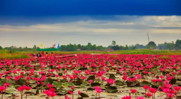 Flor Loto Naciente Del Sol Tailandia — Foto de Stock