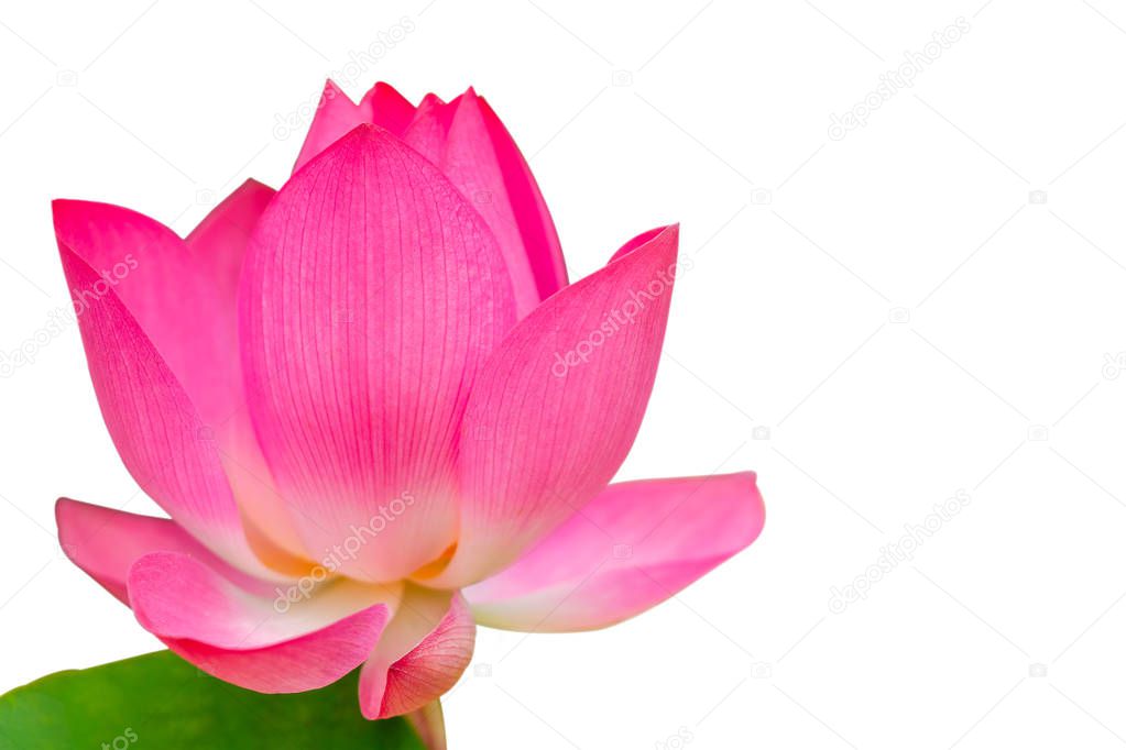Closeup of bright pink lotus petals on a white background.