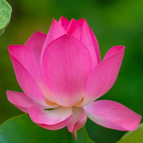 Redevance Image Libre Haute Qualité Une Fleur Lotus Rose Fond — Photo