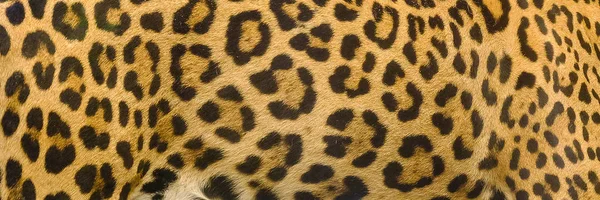 Jaguar Lampart Ocelot Skóra Tekstura Tło — Zdjęcie stockowe