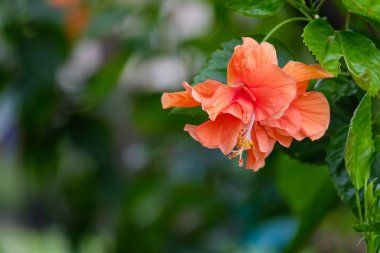 Hibiscus çiçek, portakal, Çift çiçekli ağaç