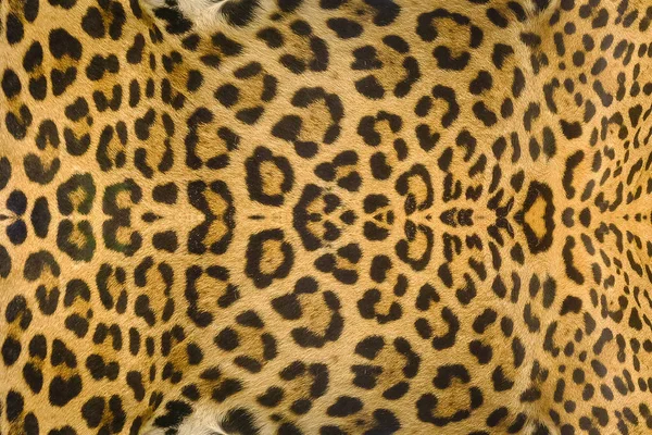 豹和豹猫皮肤纹理背景 — 图库照片