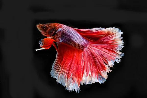 Poisson Betta Siamois Belle Couleur Avec Fond Noir — Photo