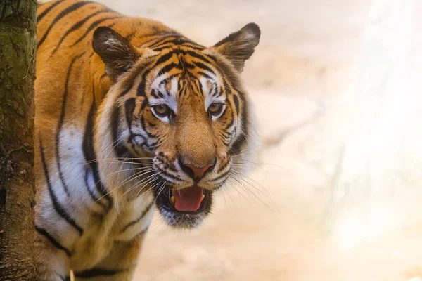 Der Tiger Ist Hinter Den Grünen Zweigen Indochinesischer Tiger — Stockfoto