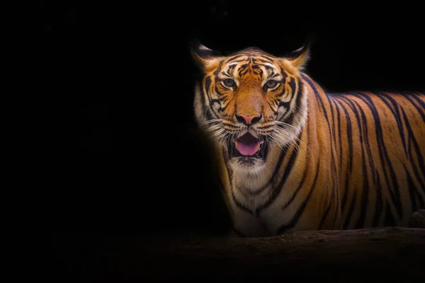 Joven Tigre Sumatran Caminando Fuera Sombra —  Fotos de Stock