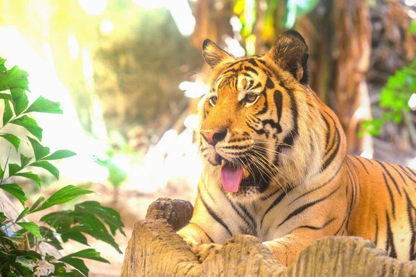 Tigre Está Detrás Las Ramas Verdes Tigre Indochino — Foto de Stock