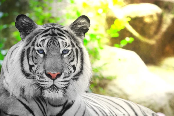 Beyaz Kaplan Bir Pigmentasyon Bengal Tiger Kopya Metin Için Yer — Stok fotoğraf