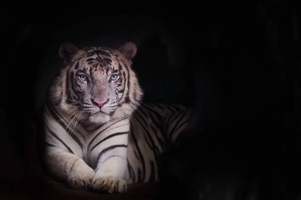 Tigre Blanco Una Variante Pigmentación Del Tigre Bengala Copia Espacio —  Fotos de Stock