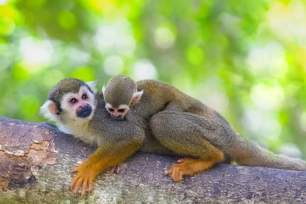 Macaco Esquilo Ramo Animais Árvore Deserto — Fotografia de Stock