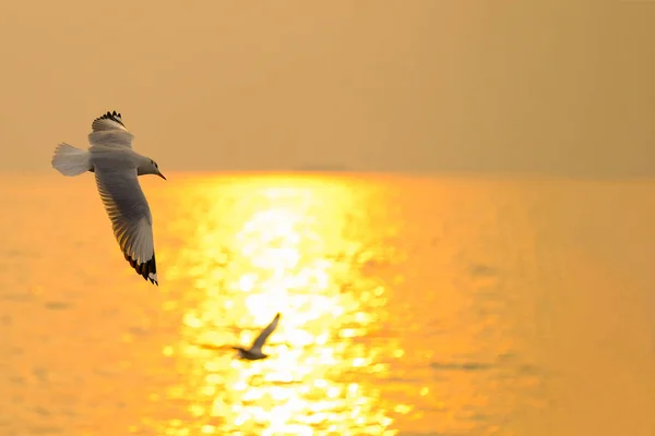 Fiskmåsen Flyga Över Solnedgången Resa Thailand — Stockfoto