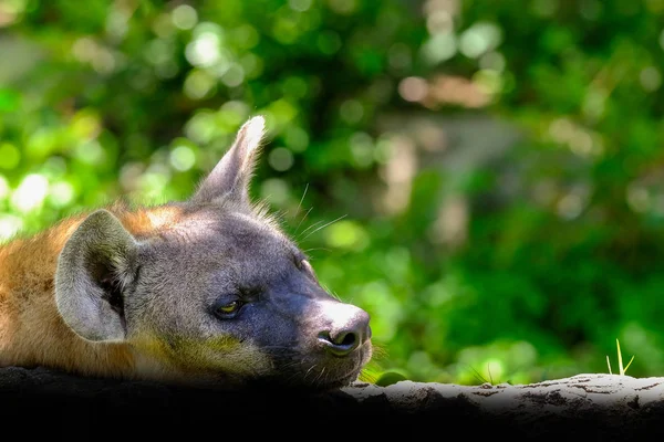 Ritratto Iena Maculata Africana Roaming Libero — Foto Stock