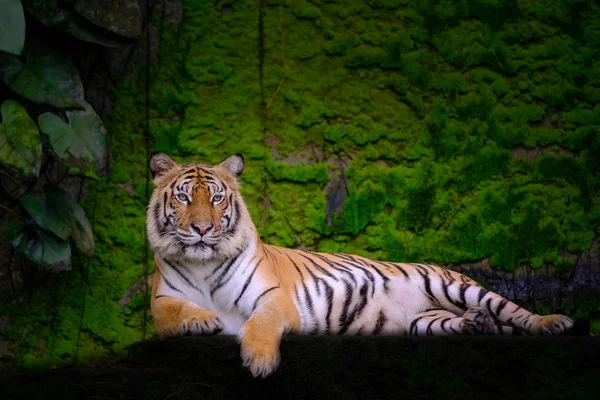 Tayland Bir Bengal Kaplanı Tiger Portresi — Stok fotoğraf