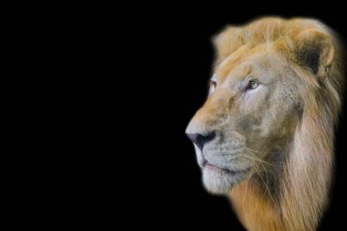 Siyah arka plan ile aslan kadar kapatın.