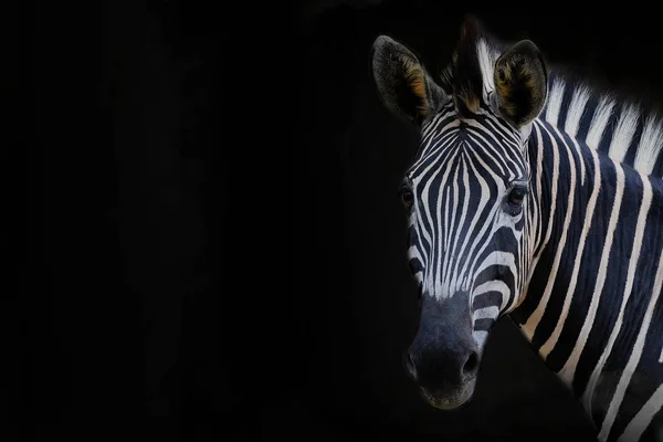 Zebra Hoofd Met Zwarte Achtergrond — Stockfoto