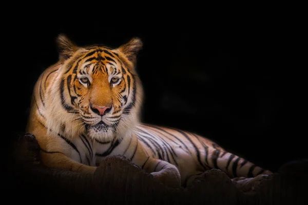 Giovane Tigre Sumatran Che Esce Dall Ombra — Foto Stock