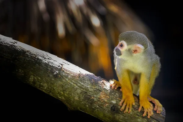Squirrel Monkey Branch Tree Animals Wilderness — Stock Photo, Image