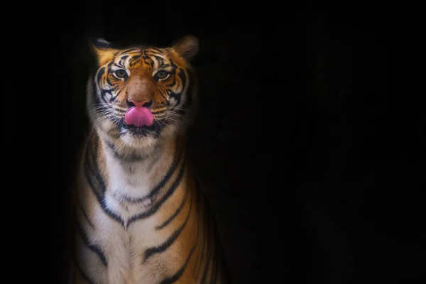 Jonge Sumatraanse Tijger Lopen Van Schaduw — Stockfoto