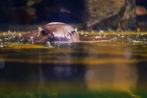 水動物園で巨大なカバ — ストック写真