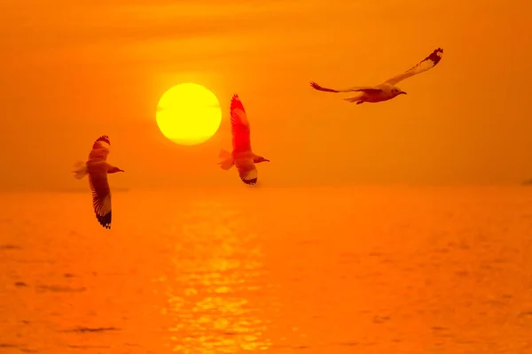 Havmåge Flyver Solnedgangen Rejser Thailand - Stock-foto