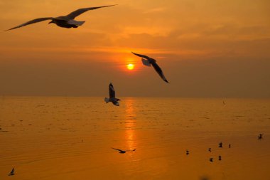 Sea gull sinek üzerinde günbatımı Seyahat Tayland