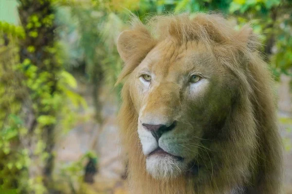 Par Leões Adultos Jardim Zoológico — Fotografia de Stock