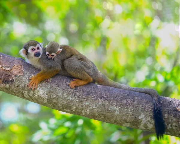 Macaco Esquilo Ramo Animais Árvore Deserto — Fotografia de Stock