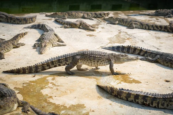 Tajlandia Dziecko Krokodyla Patrząc — Zdjęcie stockowe