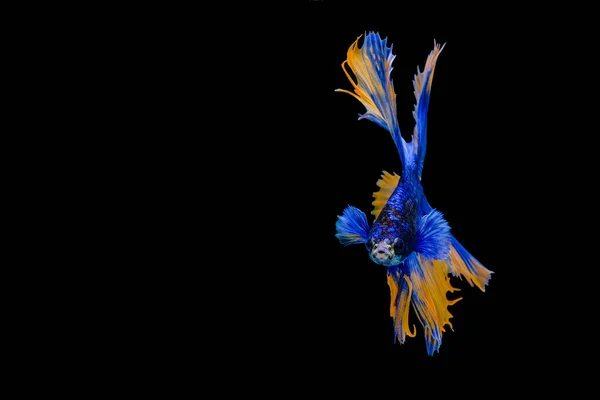 Сиамская Рыба Красивого Цвета — стоковое фото