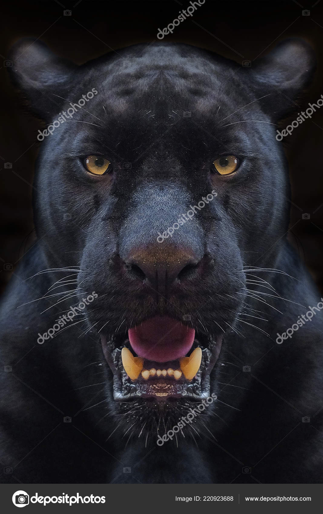 Black panther animal Stock Photos, Royalty Free Black panther animal Images  | Depositphotos