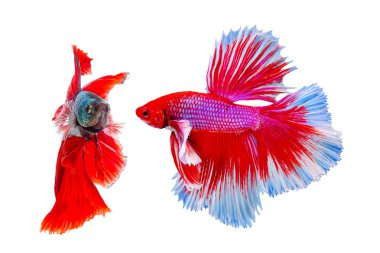 Siyam betta balık güzel renk