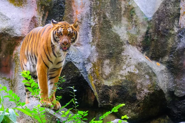Tigerporträt Eines Bengalischen Tigers Thailand — Stockfoto