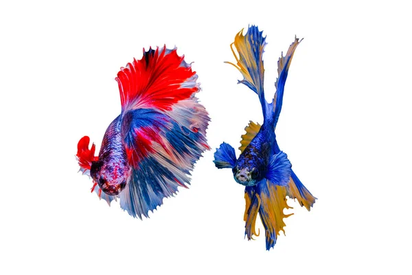 Siamese Betta Fish Beautiful Color — Stock Photo, Image