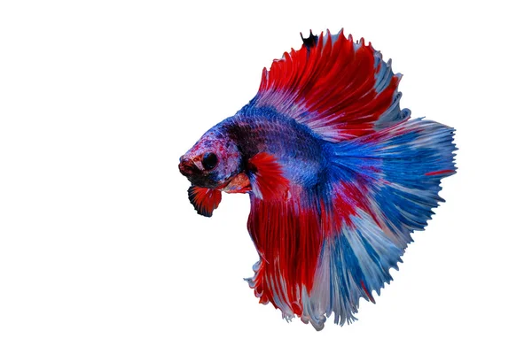 Siamese Betta Fisk Vacker Färg Den Vita Blackground — Stockfoto