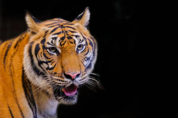 Tigerporträt eines bengalischen Tigers — Stockfoto