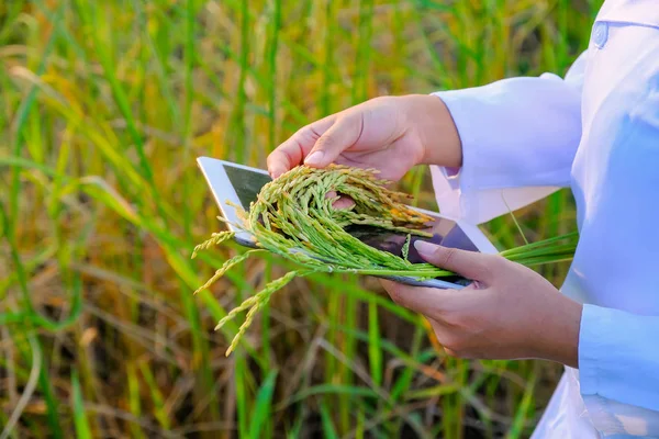 Asian women researcher is monitoring the quality of rice in the farm